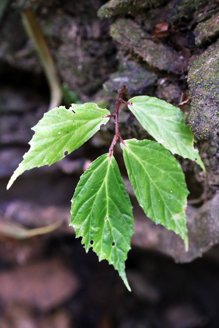 B. palawanensis